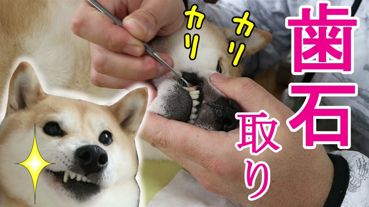 柴犬小春 素人飼い主が愛犬の歯石取りに挑戦してみた Scaling Koharu S Teeth Youtube