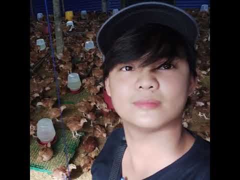 livestock agriventures