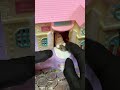 🐶ASMR #live #shorts #asmris live! #shorts live ASMR Live🏠💰