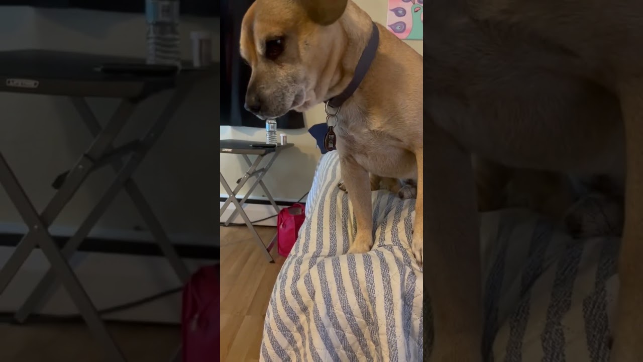 Puggle and Jack Russell Terrier Passive Aggressive Showdown