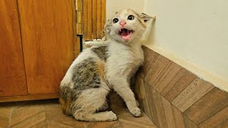 A Stray Cat Brings Her Kittens into Home, Afraid They Won’t Survive Outside 🐱🏡