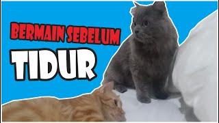Kucing Lucu | Bermain Menjelang Tidur Malam screenshot 5