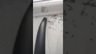 did you see that?#ytshorts #asmr #asmrsounds #vacuum #insects#omg
