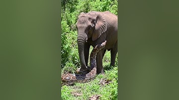 Giant python is wrapping itself around an elephant#Elephant  #GiantPython#Wildlife #shortvideo#Snake