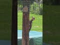 Such a beautiful pileated woodpecker out for suet