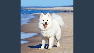 Waves' Rhythm for Paws' Play