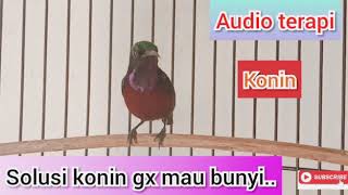 AUDIO TERAPI BURUNG KONIN....