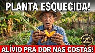 Use CÚRCUMA - Indique CÚRCUMA - Plante CÚRCUMA