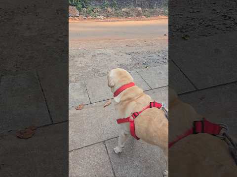 ROCKY 💎#shorts #dogs #dog #trending #trendingshorts #training #viral #dogshorts #doglove #mallu