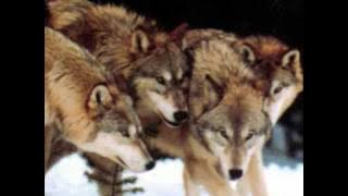 Loreena McKennitt - Mummer's Dance (Dance of wolves)