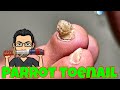 CUTTING A PARROT TOENAIL