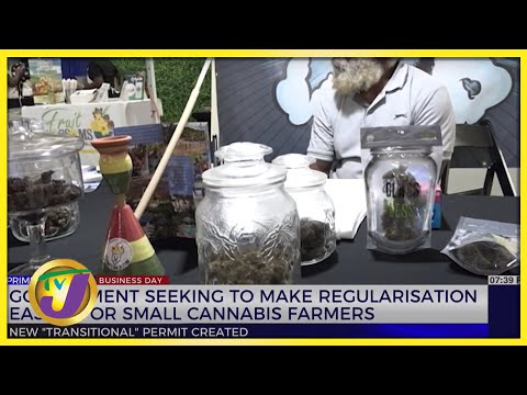 Gov't Seeking to Make Regularization Easier for Small Cannabis Farmers | TVJ Busines Day