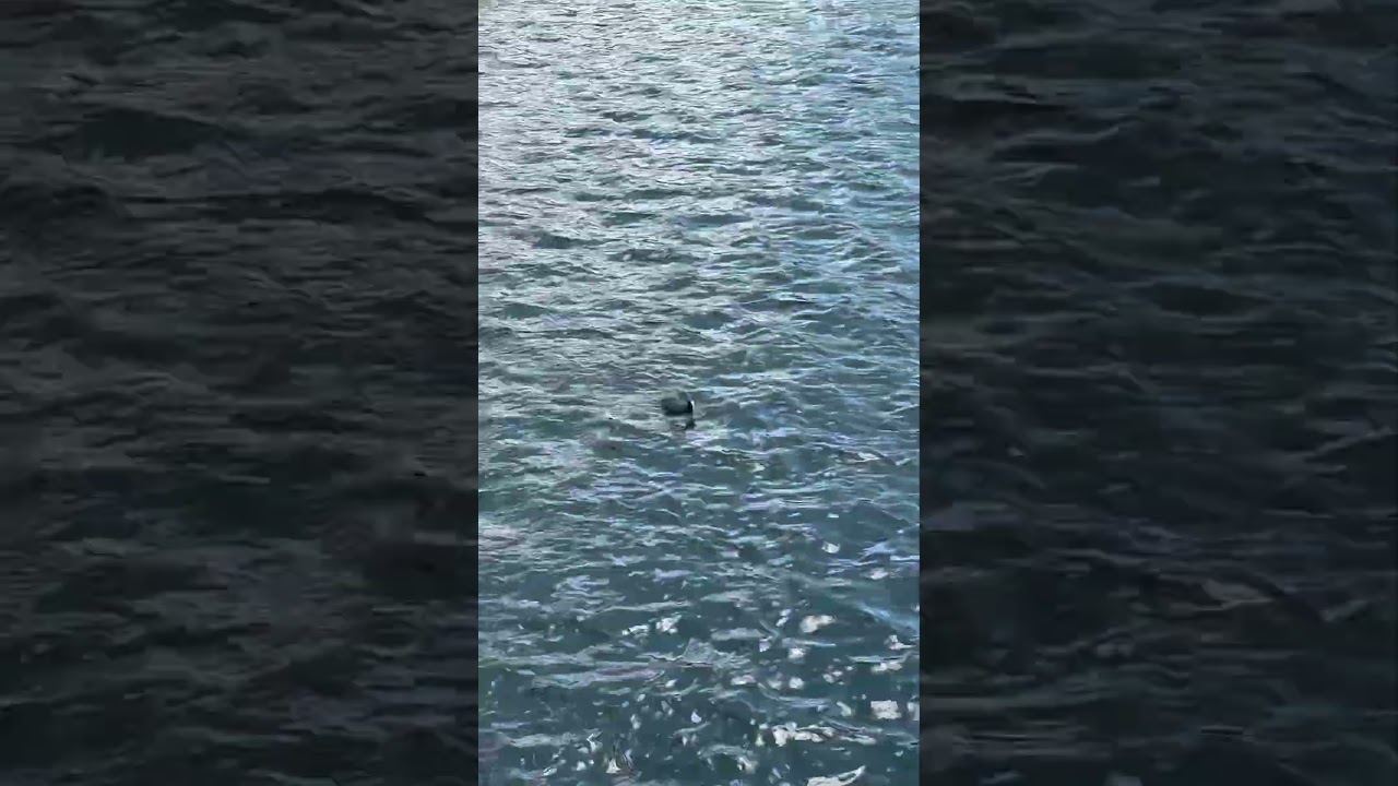 Adult coot chases two adult tufted ducks in Greenland Dock Rotherhithe 