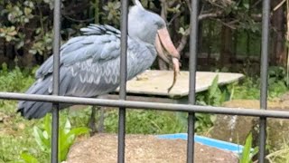 番外編 しずかちゃんお魚ゲット！【番外編】【千葉市動物公園】【‎2025