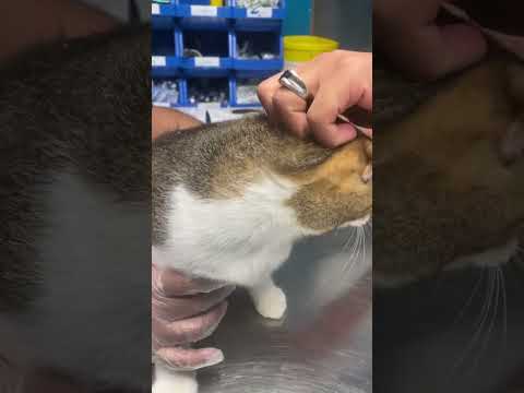 طريقة تنظيف أذن القطط قطط  اكسبلور حيوانات   معلومات قط