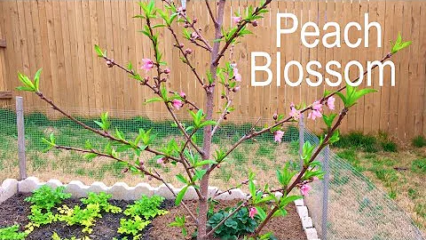 Watch Plants Grow: Peach Blossom Time Lapse - DayDayNews