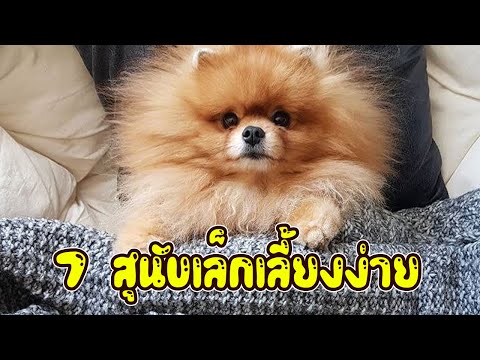 7 สายพันธุ์ สุนัขตัวเล็กเลี้ยงไม่ยาก + พร้อมราคาเริ่มต้น