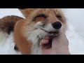 Ли Сяо. Алиса - Лиса / Прикольные Моменты с Алисой и Арчи ч. 51 / Alice the Fox