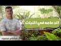 الحصه الأولى الدعامه في النبات أحياء 2026 الحصه الأولى الدعامه في النبات أحياء 2026