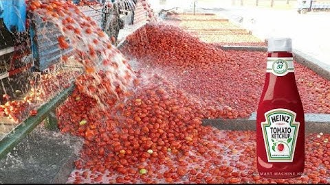 How Tomato Ketchup Is Made, Tomato Harvesting And Processing Process With Modern Technology