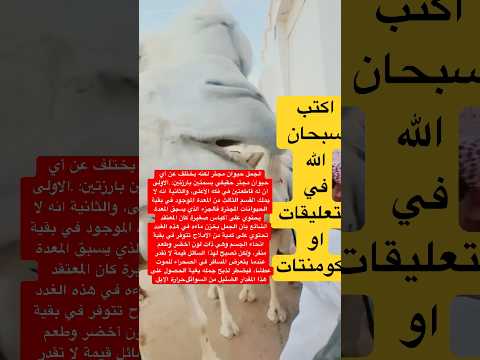 الجمل حيوان مجتر لكنه يختلف عن أي حيوان مجتر حقيقي اكتب سبحان الله في التعليقات او الكومنتات