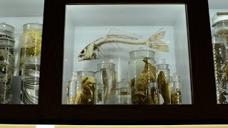 "Rare Public Look at the Collections of the Academy of Natural Sciences"