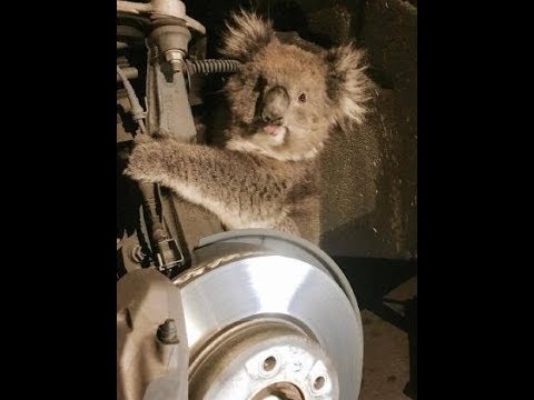 Koala in wheel arch