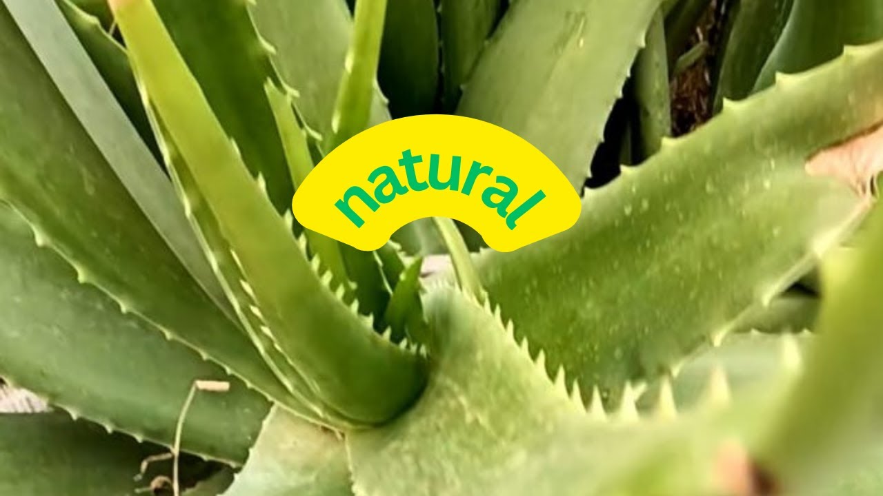 health benefits of aloe vera gel on face | aloe vera juice for weight loss |   aloe vera juice