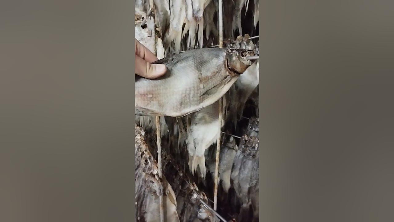 Вяленый Астраханский лещ - YouTube