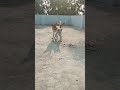 #mse #mse #lifeisbutadream #adorabledog #funny #ekmotahathighumechala #cutedog #pets #lovelydog
