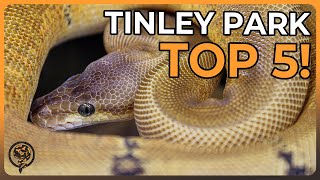 Famous These are the TOP 5 Ball Pythons at NARBC Tinley Park March 2024! Wealth