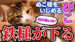 【DaiGo 猫】ぬこ様をいじめるぴこ様、鉄槌が下る。ぬこ様「ざまぁ」【切り抜き】