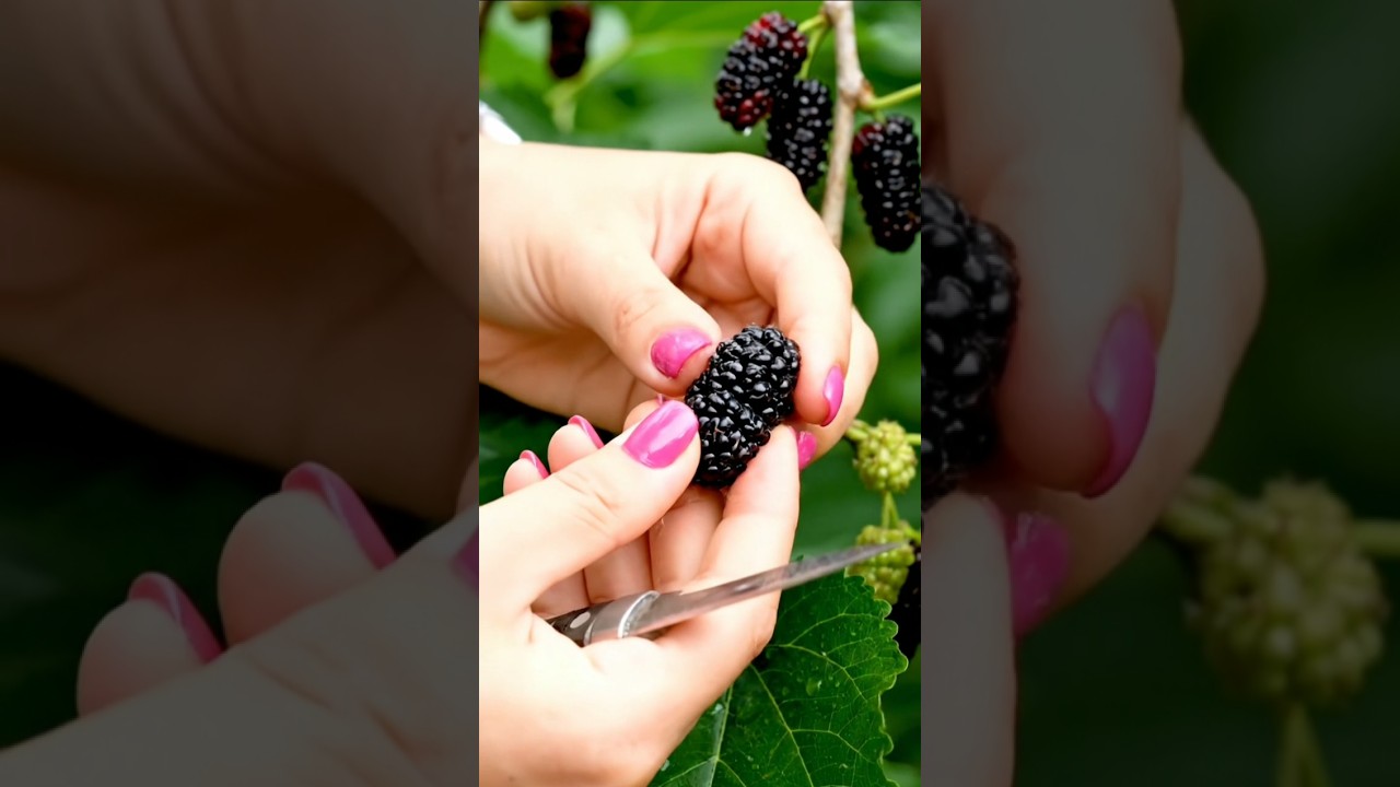 Glass Mulberry ASMR | Sweet & Juicy Shatoot Cutting 