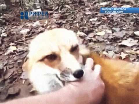 Опасность диких животных  Бешенство