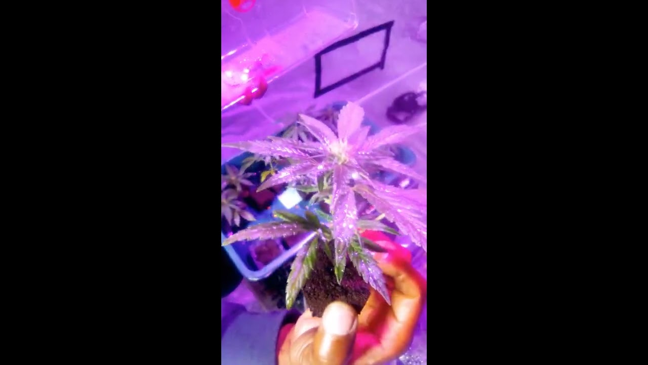 rooting OG kush clones 😤💨