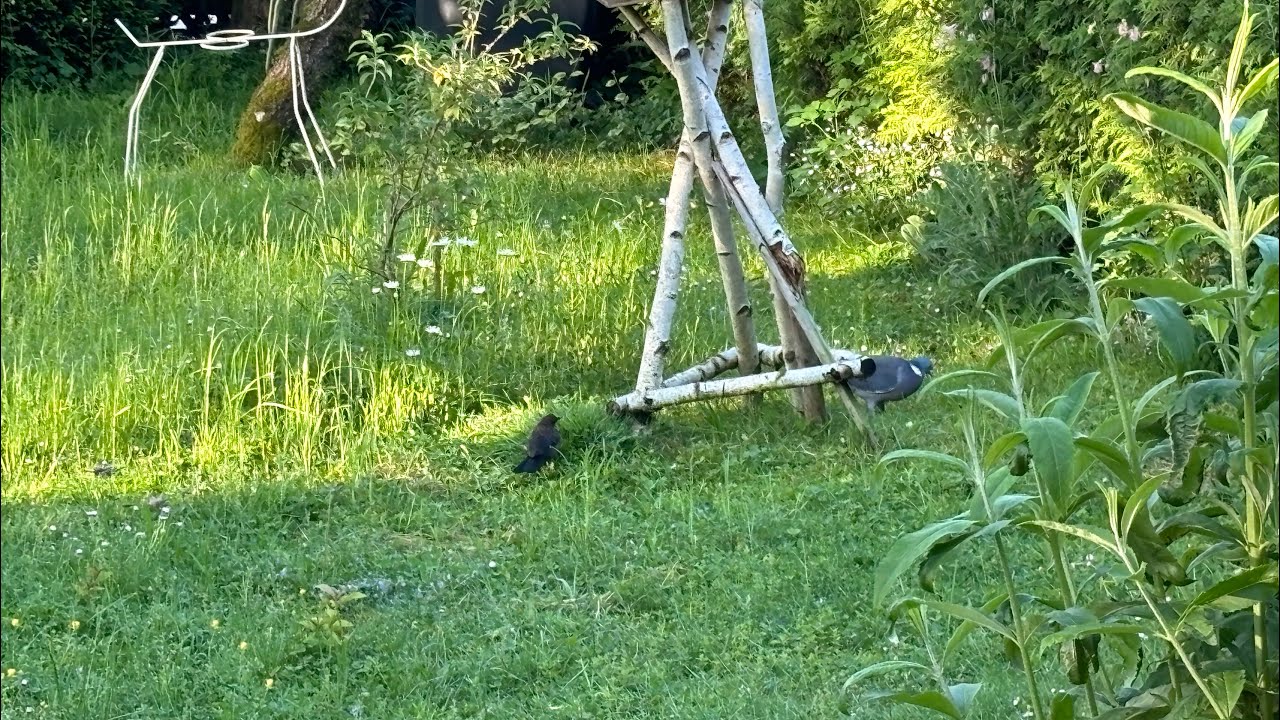 * Ibong mababang lipad( Low flying birds)*#