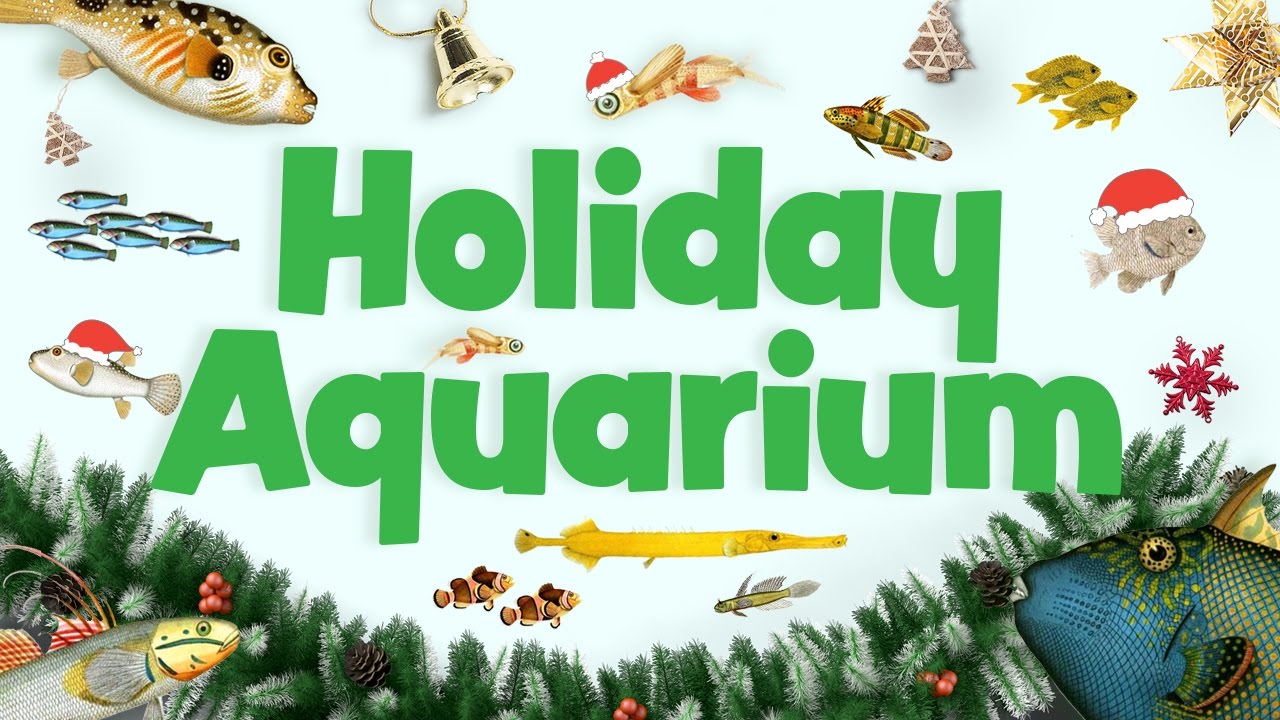 Holiday Aquarium in 4K
