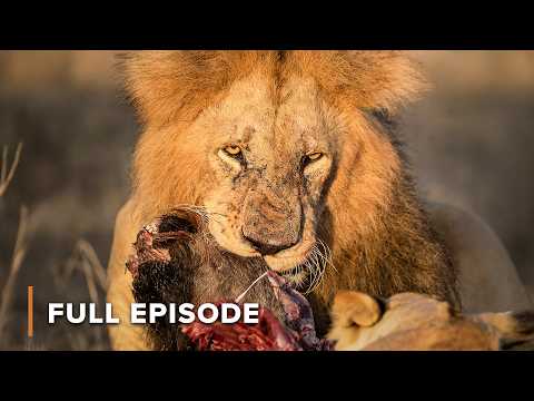 Lioness Mercy: Saving a Wildebeest | Saved By The Lioness