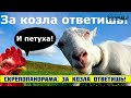 СКРЕПОПАНОРАМА: ЗА КОЗЛА ОТВЕТИШЬ!