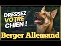 Lducation du chien de berger allemand  conseils et astuces