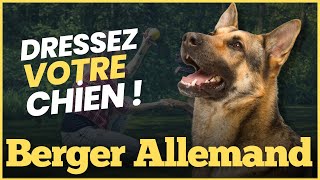 L'éducation du chien de berger allemand : conseils et astuces