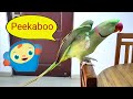 Pablo Parrot Plays Peek-a-Boo with Mummy- Papa