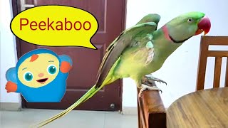 Pablo Parrot Plays Peek-a-Boo with Mummy- Papa