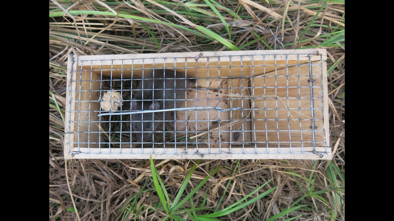 Bẫy chuột bằng gỗ cửa trong 2020 - Sập bẫy kiểu ăn mồi (New wooden box mouse trap)