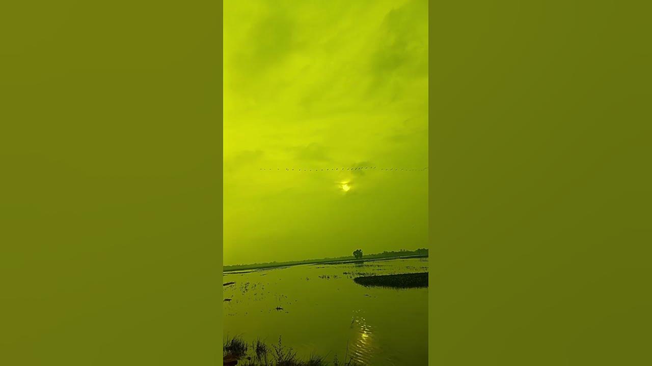 new ,bord love.flying bird 🐦🕊️ song