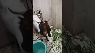 قربانی کا جانور ❤️❤️❤️ #lifeisbutadream #cow #sukkur #viral #viralshorts #viralreels