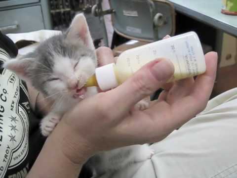 Rescued Baby Kitten Is So Hungry But You’ve Got To See His First Meal, SO Adorable!