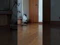 チェックメイト #cat