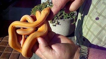 Albino Titanium Reticulated Python