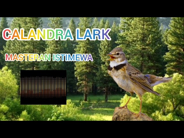 MASTERAN IMPORT CALANDRA LARK GACOR MP3 AUDIO class=